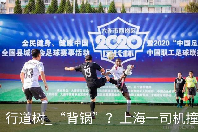 行道树 “背锅”？上海一司机撞树后主张树木全责，结果来了